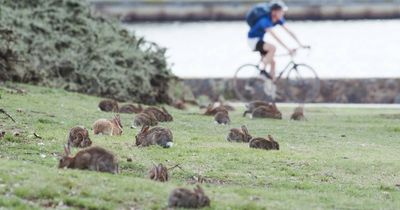 Night time closures ahead for several reserves as rabbit numbers soar