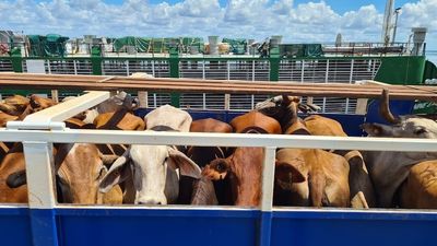 Death of 31 cattle linked to domestic live cattle voyage sparks blame game
