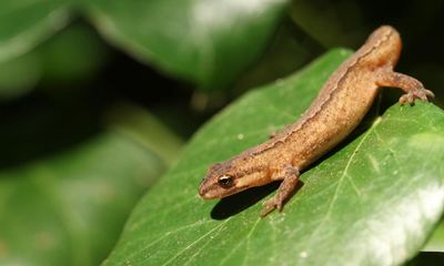 Country diary: Witnessing a smooth newt in attack mode