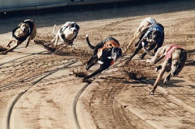 If Scotland truly is a nation of dog lovers, it must end greyhound racing