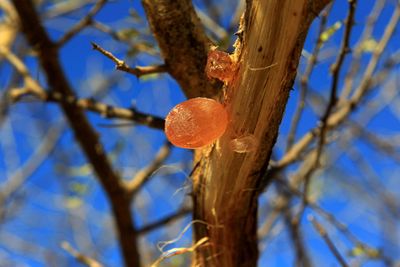 Sudan conflict threatens supply of key soft drink ingredient