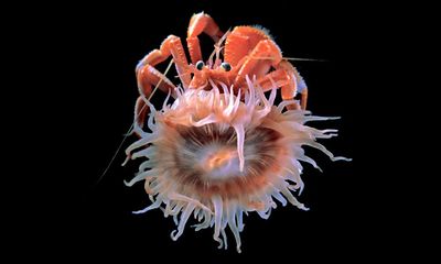 Discovered in the deep: the superbuilder sea anemones that make verandas