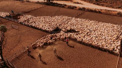 Andrew Forrest's Fortescue Metals Group set to buy Australia's biggest sheep station at Rawlinna, WA