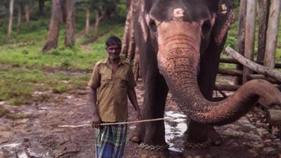 Mahout trampled to death by camp elephant at Mudumalai Tiger Reserve in the Nilgiris