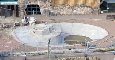 Five Sisters Zoo reveal plans for brand new penguin enclosure
