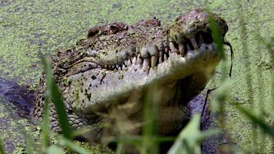 Police shoot at crocodiles charging at men fleeing from officers in Northern Territory's Daly River