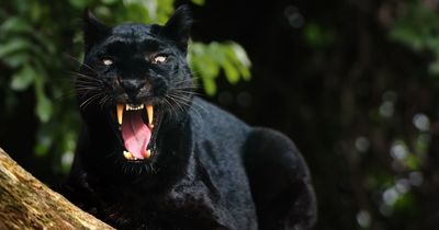 Mystery big cat that's 'killed dozens of sheep' is spotted stalking through hills