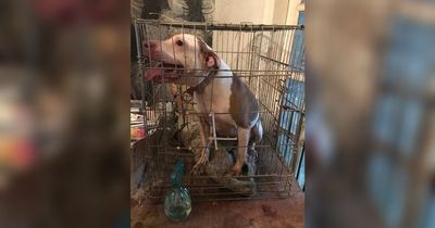 Video shows horrific animal hoarding as inspectors find dogs stacked in crates in faeces-filled home