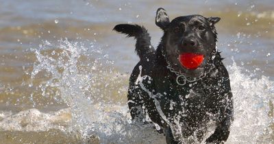 Vet warning to every dog owner over 'dangerous' toys you should never give your pet