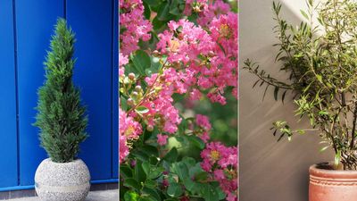Privacy trees to grow in pots – 8 pretty choices for screening your yard from view