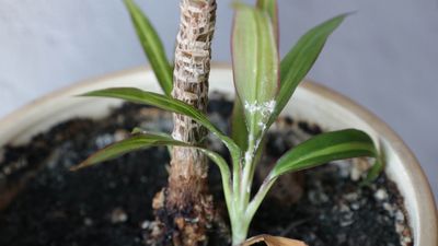 How to get rid of mealybugs and protect your houseplants