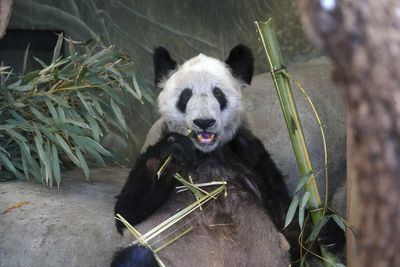 Millions of Chinese welcome Ya Ya panda home after US stay