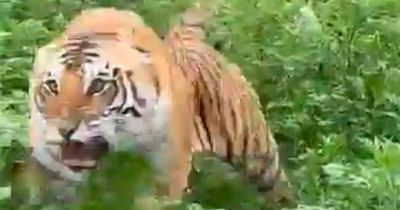 Heart-stopping moment tiger charges at tourists during safari in 'harrowing' footage