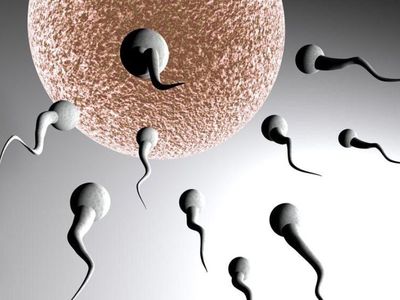 Dutch court orders top sperm donor to put cue back in the rack