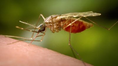 Climate change increasing risk of new emerging viruses, infectious diseases in India