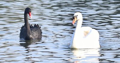Swan found shot dead on golf course