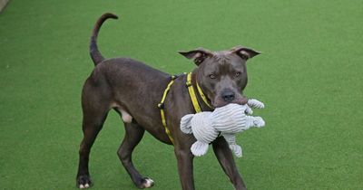 Bouncy Glasgow rescue dog looking for the perfect forever home
