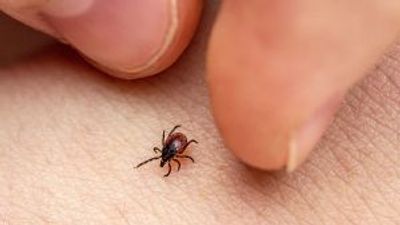 Lyme disease: vaccine could halt rise of tick-borne disease