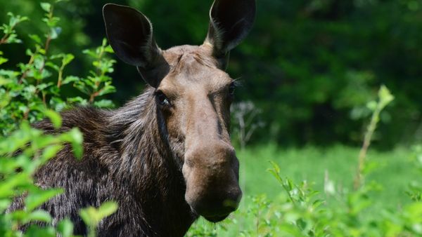 Bear kills jogger in Italian Alps. What does this mean for the effort to  bring bears back to the region?