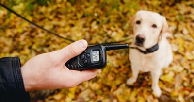 Electric shock dog collars to be banned in England after 10-year fight by campaigners