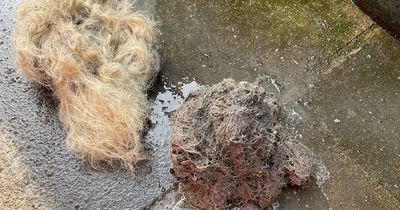 Multiple gardens flooded with raw sewage after someone flushes two WIGS down the toilet
