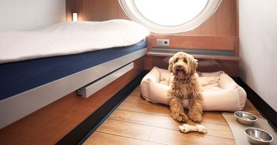 Stena Line launches pet friendly cabins on Irish routes