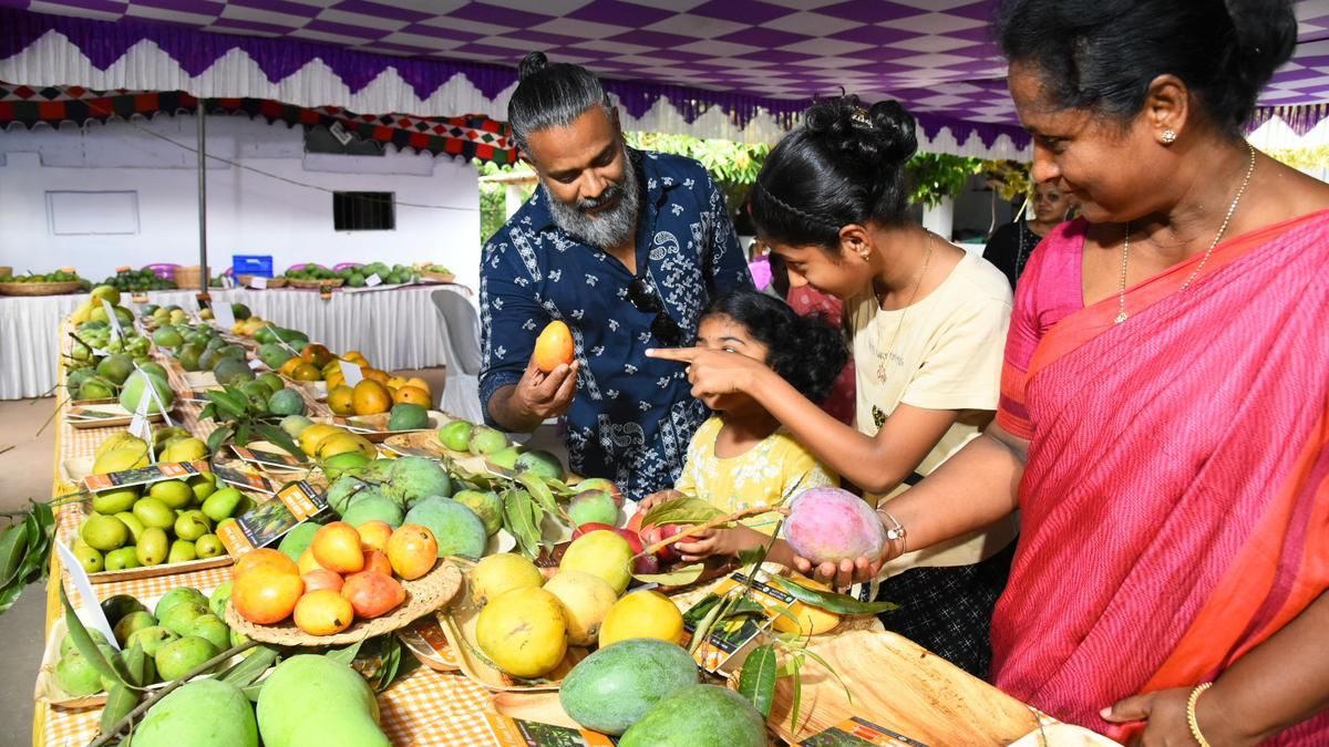 A unique show that beckons mango lovers to Palakkad’s…