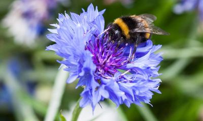 RHS criticised over products that kill bugs and wildflowers