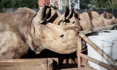 White rhinos for sale, one careful owner: tycoon looks for a billionaire to buy his conservation ranch