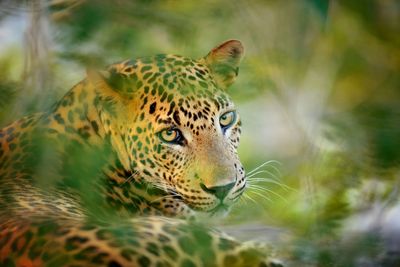 Remembering Leopards reveals results of conservation photo competition