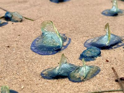 Bizarre blue creatures washing up on California beaches
