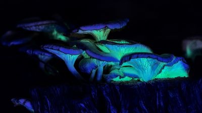 Glowing mushrooms on NSW South Coast captivate photographers and fungi experts