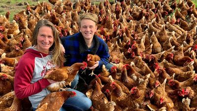 High costs, shortages and a push for free-range eggs show cracks in industry
