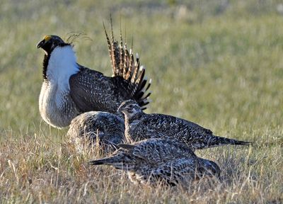 Bi-state sage grouse considered for threatened status, again