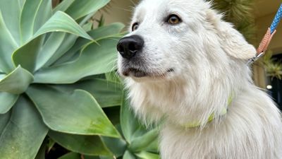Lost Apollo sparks community-led dog hunt as he tries to walk from Margaret River to Perth