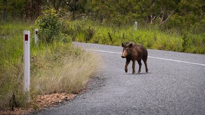 Could a bounty help reduce feral pig numbers in Australia?