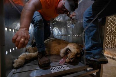 Lions, a bear and a camel say goodbye to Puerto Rico's zoo