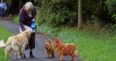 Dog owners warned over deadly infection caused by drinking from puddles