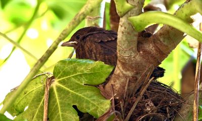 Country diary: The blackbird chicks are out, and up against it