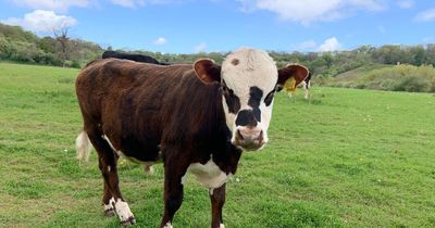 Cows return to Bristol's Stoke Park Estate for a third year