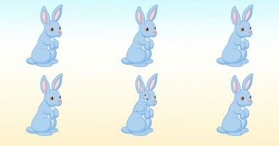Only eagle-eyed players can find every rabbit in baffling photo in 11 seconds
