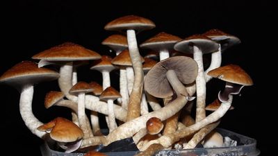 Explained | Can psychedelics treat depression? A doctor explains.