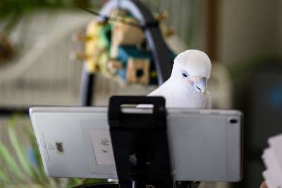 Lonely pet parrots find friendship through video chats, a new study finds