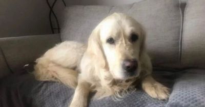 Rescue dog walks 40 miles back to former home that got rid of him