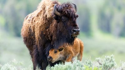Adorable baby bison holds up traffic at Yellowstone National Park