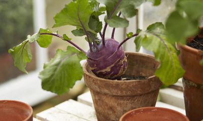5 vegetables you can grow indoors all year - experts on the home-grown produce that just keeps on coming