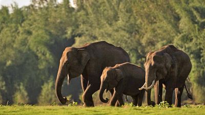 Three States, two national highways, 100 elephants; conflict all around