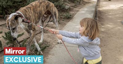 Dog trainer's plea to dog owners to avoid worrying behaviour later in life
