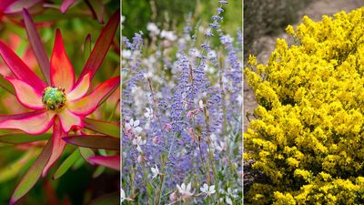 Best drought-tolerant shrubs – 12 hardy choices that can thrive with less water