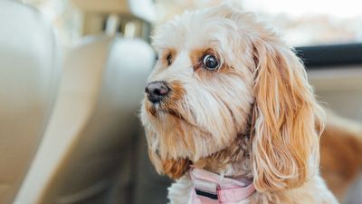 Three causes for reactivity in dogs